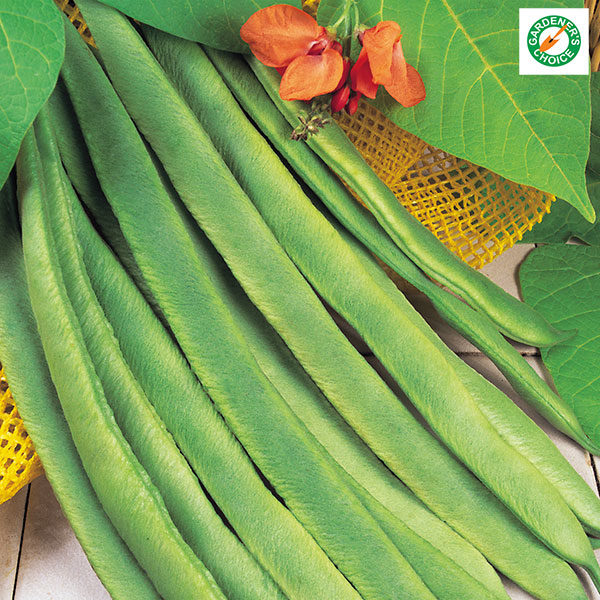 Runner Bean 'Enorma' Pack Kings Seed Vegetable Seeds