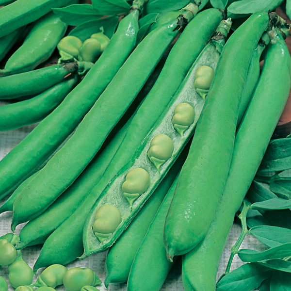 Broad Beans 'Masterpiece Green' Pack Kings Vegetable Seeds