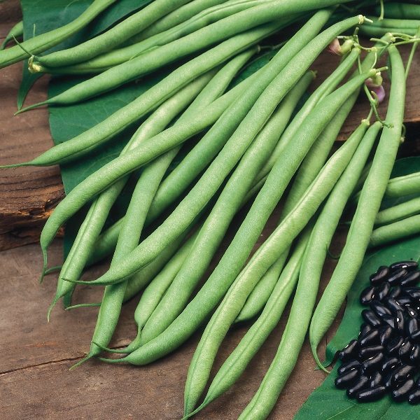 Climbing French Bean 'Cobra' Pack King's Quality Seed's