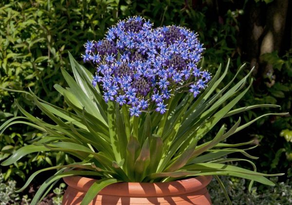 Special Scilla (Bluebells) Carribean Jewels Sapphire Blue 7cm Pot Plants Pack x3