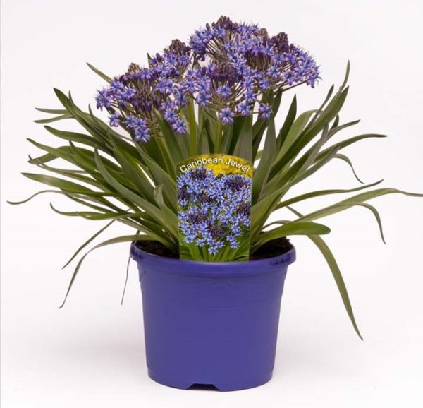 Special Scilla (Bluebells) Carribean Jewels Sapphire Blue 7cm Pot Plants Pack x3