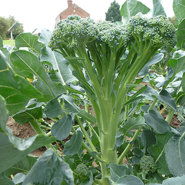 Calabrese Stemia F1 Kings's Seeds Pack Vegetable Seed