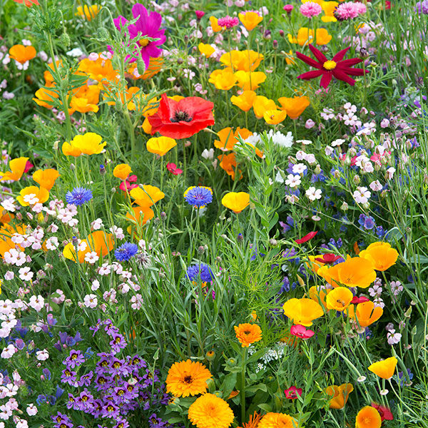 Flower Seed Annual Bee Mix Pack Kings Garden Seeds