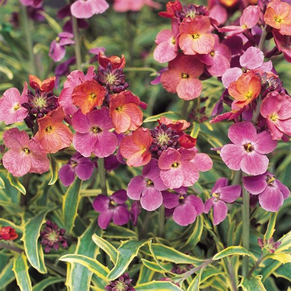 Erysimum 'Stars and Stripes' Perennial Wallflower Plug Plants Pack x6