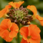 Erysimum 'Apricot Twist' Perennial Wallflower Plug Plants Pack x6