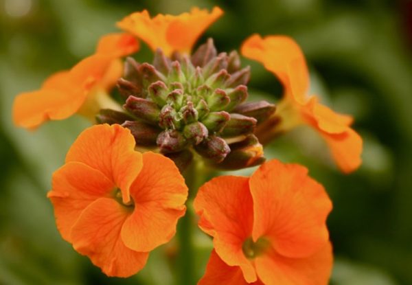 Erysimum 'Apricot Twist' Perennial Wallflower Plug Plants Pack x6