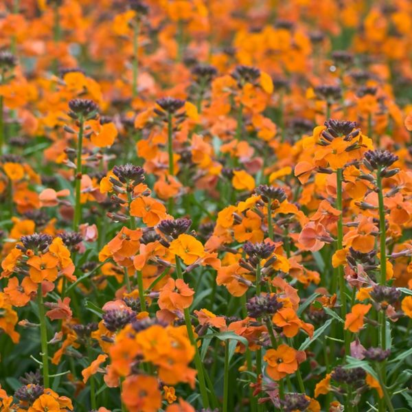 Erysimum 'Apricot Twist' Perennial Wallflower Plug Plants Pack x6