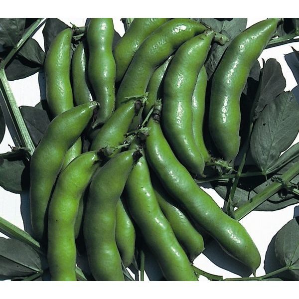 Broad Bean 'the Sutton' (Dwarf) Pack King's Seeds