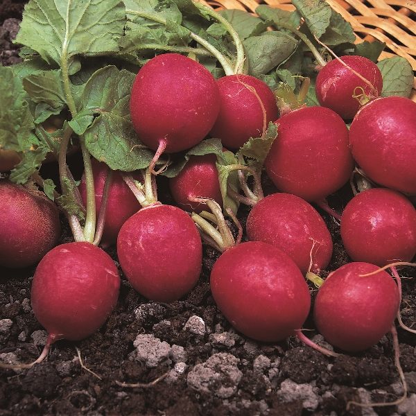 Radish 'Cherry Belle' RHS AGM Pack Kings Quality Seed