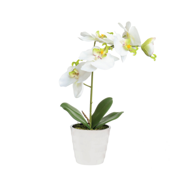 Cream Orchid in White Pot Artificial Silk Plant 27cm