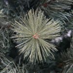 8ft Breckenridge Frosted Pine Artificial Christmas Tree PE & PVC