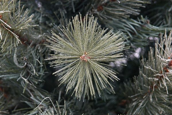 8ft Breckenridge Frosted Pine Artificial Christmas Tree PE & PVC