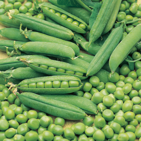 Pea 'Early Onward' Kings's Quality Pack Vegetable Seed