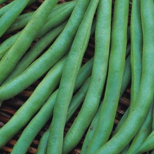 Dwarf French Bean 'The Prince' Pack King's Vegetable Seeds