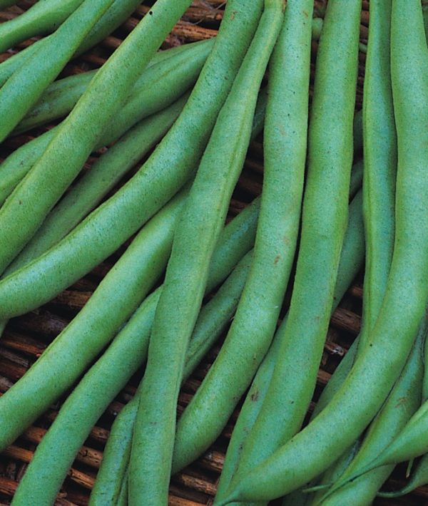 Dwarf French Bean 'The Prince' Pack King's Vegetable Seeds