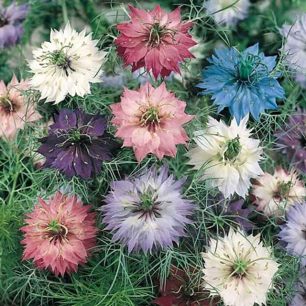Love In The Mist Nigella Persian Jewels Kings Quality Flower Seeds