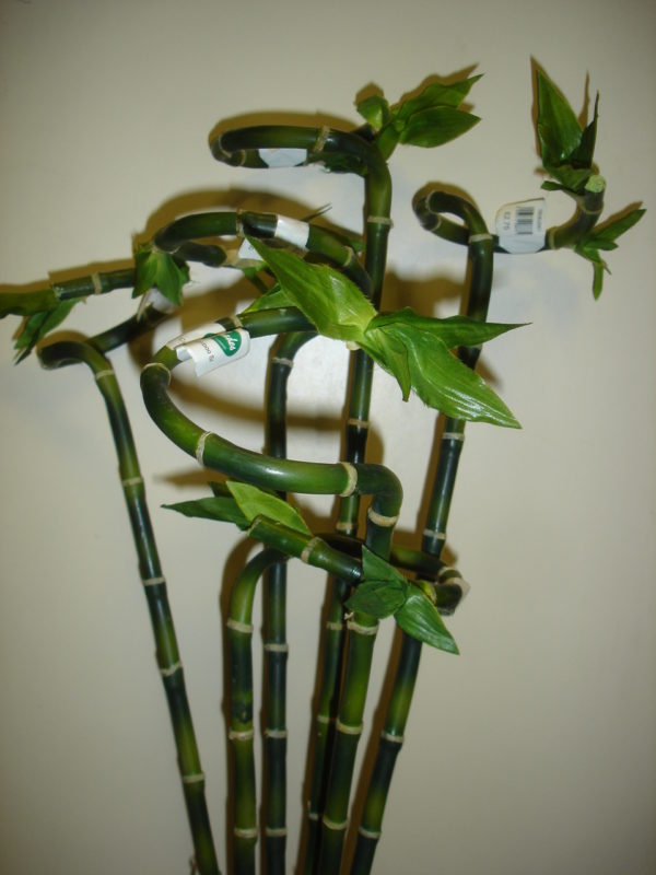 'Curly Lucky Bamboo' Artificial Silk Flowers / Foliage 61cm Tall Pack 6 Stems