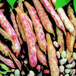 Climbing French Bean 'Borlotta Lingua di Fuoco' Pack King's Seeds