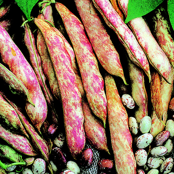 Climbing French Bean 'Borlotta Lingua di Fuoco' Pack King's Seeds