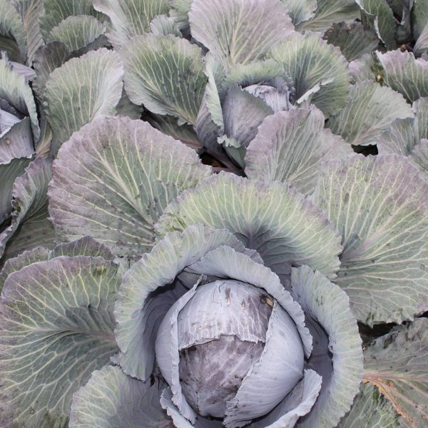 Cabbage Red Lodero F1 King's Quality Pack Vegetable Seed