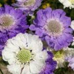 Scabiosa Issac House Hybrids Mix King's Quality Pack Flower Seeds