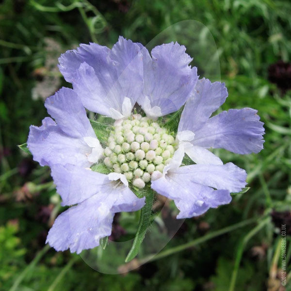 Scabiosa Issac House Hybrids Mix King's Quality Pack Flower Seeds