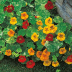 Nasturtium 'Alaska Mixed' Pack King's Seeds