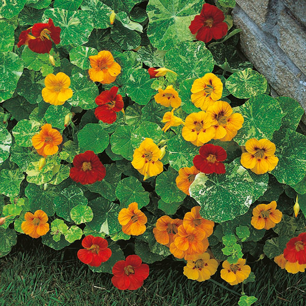 Nasturtium 'Alaska Mixed' Pack King's Seeds