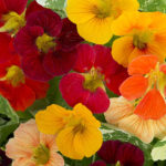 Nasturtium 'Alaska Mixed' Pack King's Seeds