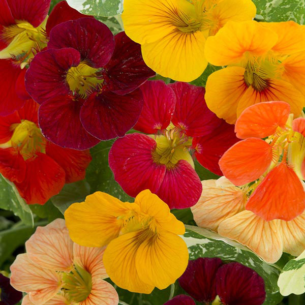 Nasturtium 'Alaska Mixed' Pack King's Seeds