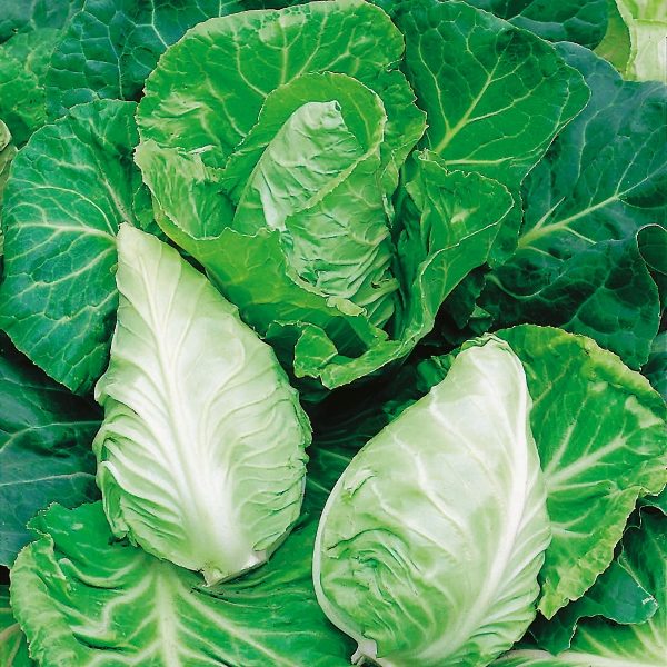 Cabbage 'Greyhound' Pack Kings Vegetable Seeds