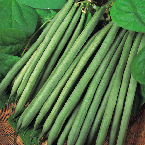 Dwarf French Bean 'Sprite' Pack Kings Vegetable Garden Seeds