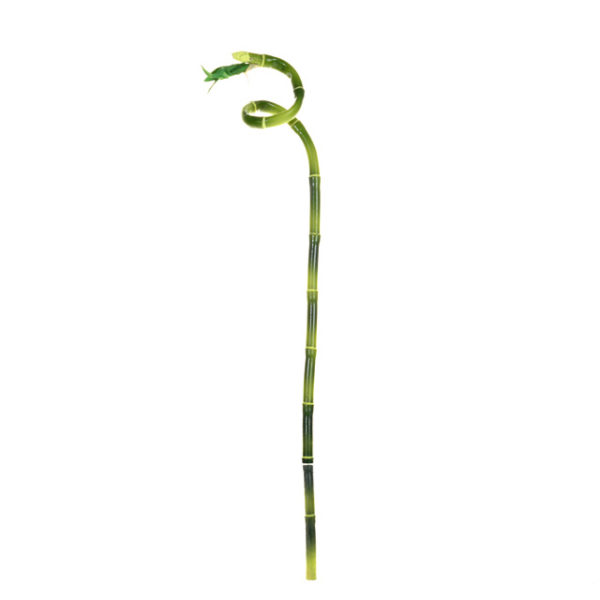 'Curly Lucky Bamboo' Artificial Silk Flowers / Foliage 61cm Tall Pack 6 Stems