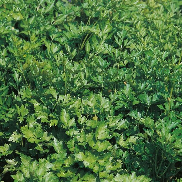 Parsley 'Plain or French' Pack King's Garden Herb Seeds