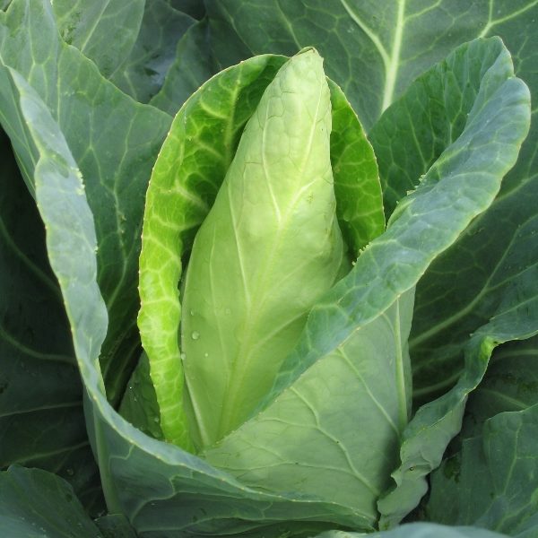 Cabbage Caraflex F1 (RHS Award of Garden Merit) King's Seed