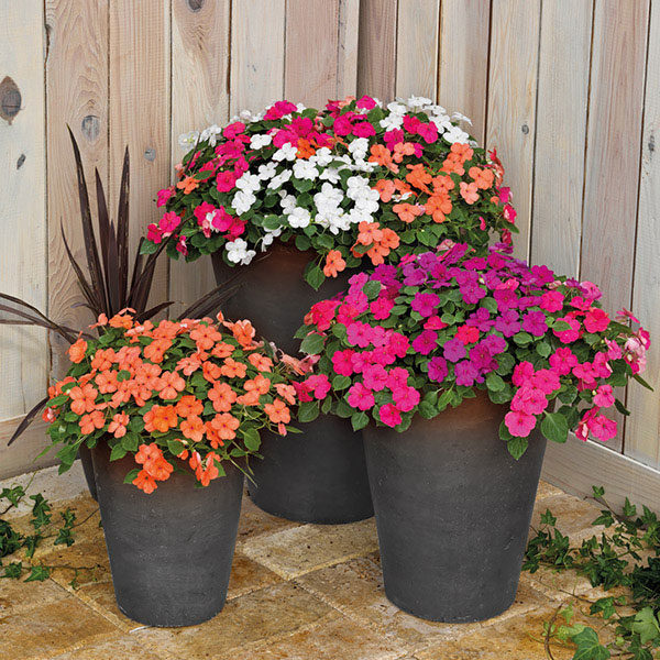 Impatiens (Bizzie Lizzie) Lollipop Mix F1 Pack King's Flower Seeds
