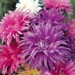 Aster 'Ostrich Plume Mixed' Pack Kings Quality Seeds