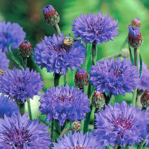 Cornflower 'Double Blue' Pack King's Flower Seeds Cottage garden