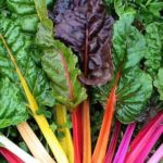 Leaf Beet 'Rainbow Chard' Kings Quality Pack Seeds