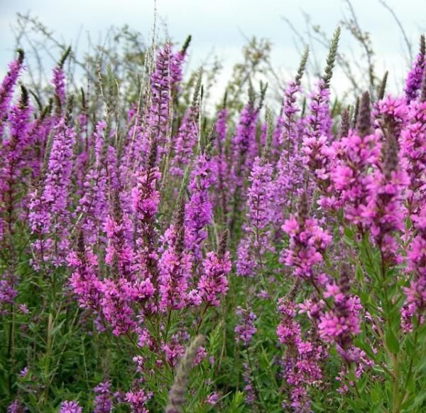 Purple Loosestrife (Lythrum Salicaria) Suffolk Herbs Pack Garden Herb Seeds