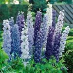 Delphinium 'Pacific Giant Mixed' Pack Kings Quality Flower Seeds