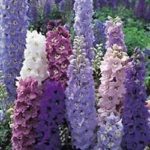 Delphinium 'Pacific Giant Mixed' Pack Kings Quality Flower Seeds