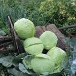 Cabbage Golden Acre 'Primo 2' Pack Kings Vegetable Seeds