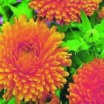 Calendula 'Orange King' King's Quality Flower Seeds