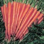 Carrot Seed "Sugarsnax" F1 Kings Seeds RHS AGM Special Variety