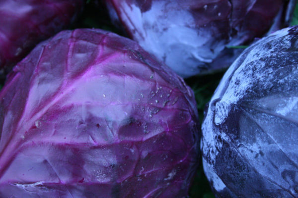Cabbage 'Red Drumhead' Pack Kings Vegetable Seed
