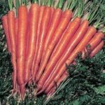 Carrot Seed "Sugarsnax" F1 Kings Seeds RHS AGM Special Variety