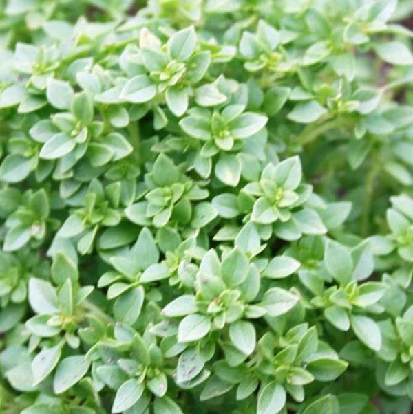 'Basil Greek' Suffolk Herbs Pack Quality Garden Herb Seeds