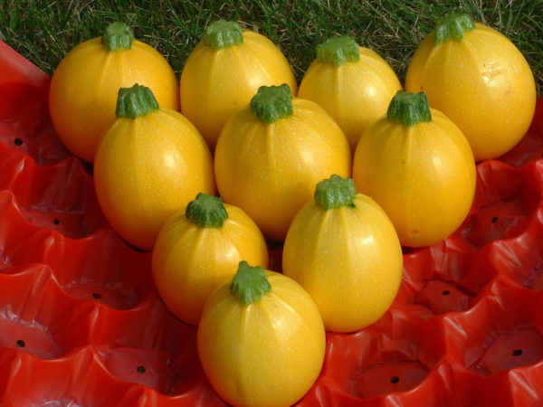 Courgette 'Floridor F1' Pack Kings Quality Seeds