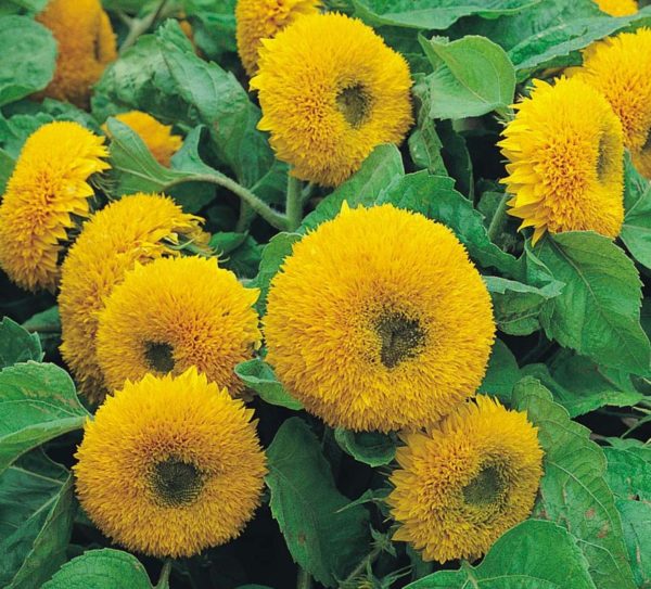 Sunflower 'Teddy Bears' King's Pack Seeds